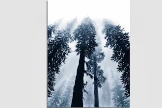 Paint Nite: Forest Mist